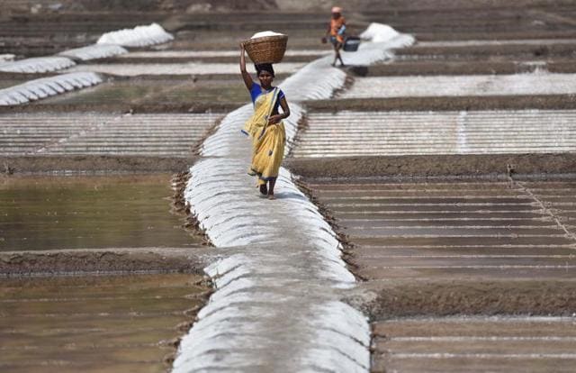 Women and men  have to carry baskets of salt on their heads  to the  storage points. (Pratham Gokhale) 