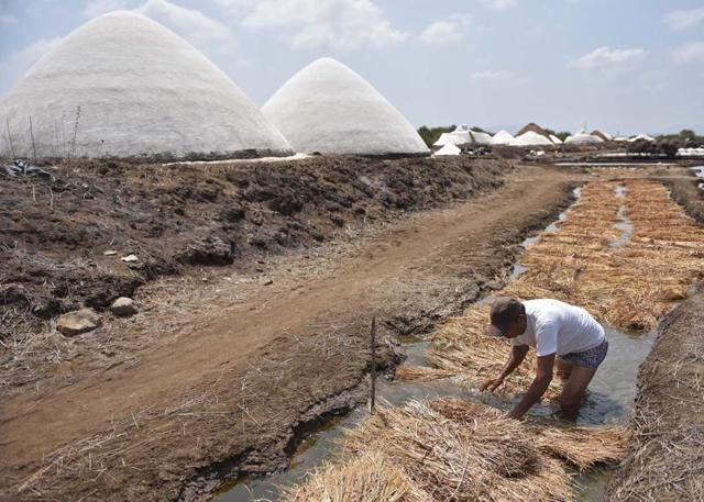 The salt is finally piled up in huge mounds on the edges of the saltpans for the trucks to pick up.  (Pratham Gokhale) 