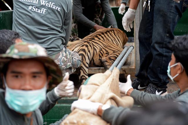 40 dead tiger cubs found in Thai temple freezer