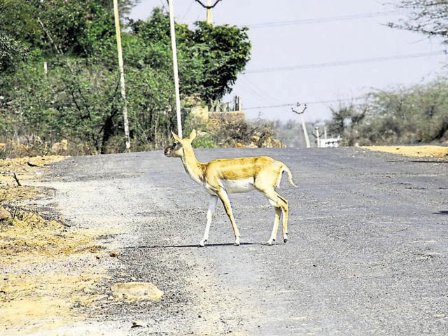 A baby chinkara in Mangar. The approximate cost of creating grasslands for blackbucks and chinkara deer will be Rs 10 crore. (Picture for representation) A baby chinkara in Mangar. The approximate cost of creating grasslands for blackbucks and chinkara deer will be Rs 10 crore. (Picture for representation)