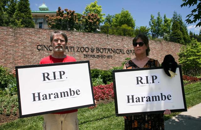People attend a vigil outside the Cincinnati Zoo and Botanical Gardens, two days after a boy tumbled into its moat and officials were forced to kill Harambe, a Western lowland gorilla, in Cincinnati, Ohio, US. (Reuters) People attend a vigil outside the Cincinnati Zoo and Botanical Gardens, two days after a boy tumbled into its moat and officials were forced to kill Harambe, a Western lowland gorilla, in Cincinnati, Ohio, US. (Reuters)