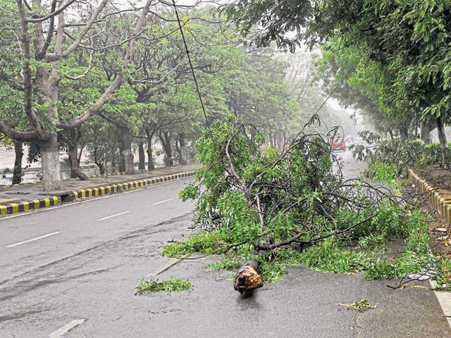 The discom says several trees that fell on electric lines during Sunday’s storm were hollow. (HT File) The discom says several trees that fell on electric lines during Sunday’s storm were hollow. (HT File)