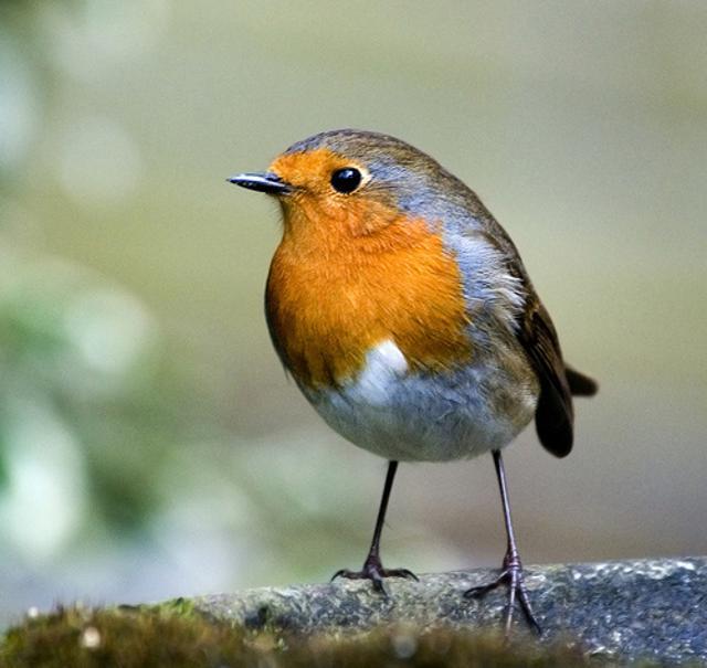 Bird photography Bird photography
