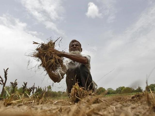 India lacks short-yielding varieties, which means Indian pulses varieties take a long time to reach your plate from the fields. (AP File Photo) India lacks short-yielding varieties, which means Indian pulses varieties take a long time to reach your plate from the fields. (AP File Photo)
