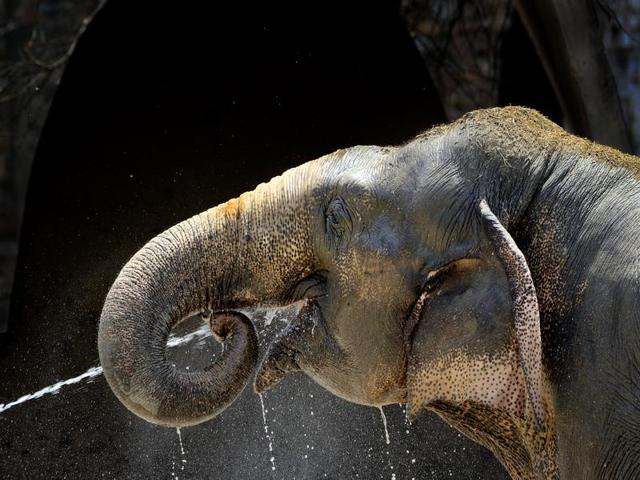 A team of officials, including divisional forest officer (buffer) Mahalinga and local rangers rushed to the spot and found the body in a highly decomposed state.(Gurinder Osan/HT Photo for representation)