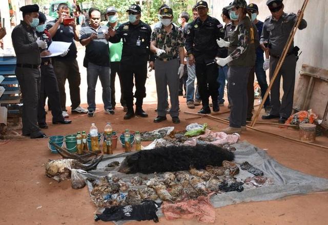 Dead tiger cubs are displayed by Thai officials after they were found during a raid on the controversial Tiger Temple. (Reuters) Dead tiger cubs are displayed by Thai officials after they were found during a raid on the controversial Tiger Temple. (Reuters)