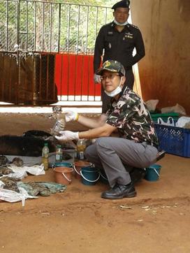 This handout picture by Thailand's Department of National Park, Wildlife and Plant Conservation (DNP) shows a Thai DNP officer holding the carcass among 40 tiger cubs and a bear found undeclared at the Wat Pha Luang Ta Bua Tiger Temple in Kanchanaburi province, western Thailand. (AFP Photo) This handout picture by Thailand's Department of National Park, Wildlife and Plant Conservation (DNP) shows a Thai DNP officer holding the carcass among 40 tiger cubs and a bear found undeclared at the Wat Pha Luang Ta Bua Tiger Temple in Kanchanaburi province, western Thailand. (AFP Photo)