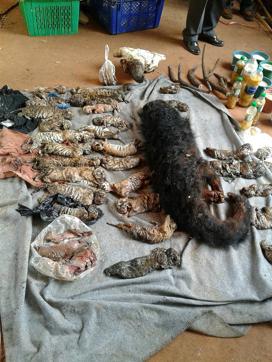 This handout picture taken on June 1, 2016 by Thailand's Department of National Park, Wildlife and Plant Conservation (DNP) shows the carcasses of 40 tiger cubs and a bear found undeclared at the Wat Pha Luang Ta Bua Tiger Temple in Kanchanaburi province, western Thailand. (AFP) This handout picture taken on June 1, 2016 by Thailand's Department of National Park, Wildlife and Plant Conservation (DNP) shows the carcasses of 40 tiger cubs and a bear found undeclared at the Wat Pha Luang Ta Bua Tiger Temple in Kanchanaburi province, western Thailand. (AFP)