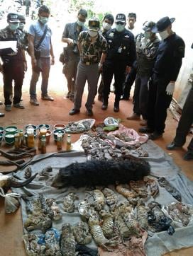 This handout picture taken on June 1, 2016 by Thailand's Department of National Park, Wildlife and Plant Conservation (DNP) shows Thai DNP officers looking at the carcasses of 40 tiger cubs and a bear found undeclared at the Wat Pha Luang Ta Bua Tiger Temple in Kanchanaburi province, western Thailand. (AFP)
