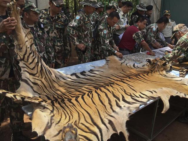 National Parks and Wildlife officers examine the skin of a tiger at the ‘Tiger Temple’, in Saiyok district in Kanchanaburi province, west of Bangkok, Thailand, Thursday. (AP Photo) National Parks and Wildlife officers examine the skin of a tiger at the ‘Tiger Temple’, in Saiyok district in Kanchanaburi province, west of Bangkok, Thailand, Thursday. (AP Photo)