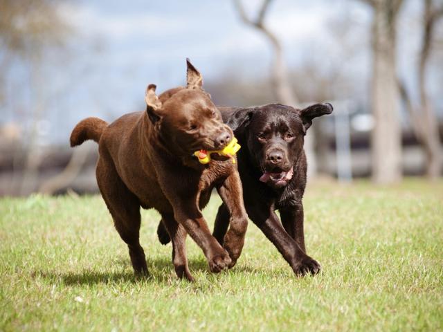 Runners looking for another level of synergy can team up with their dogs for canicross -- basically, cross-country running with dogs. (Pinterest)