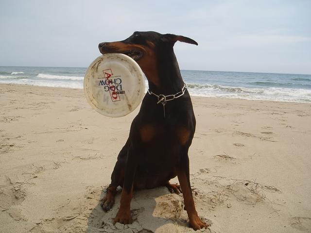 Whether alone or as part of a competition, throwing a frisbee or ball for your dog is a great form of exercise that’s lots of fun. (Pinterest)