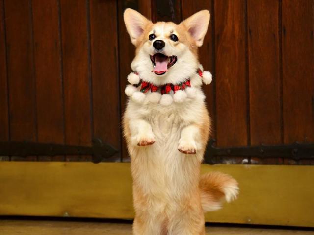 There’s a growing number of doggie dance clubs out there that can teach owners the basics, and competitions are now organised in several countries around the world. (Pinterest)