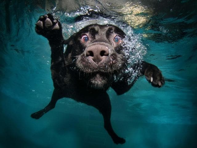 If the sea is too far away, try looking for a special dog swimming pool. (Pinterest)
