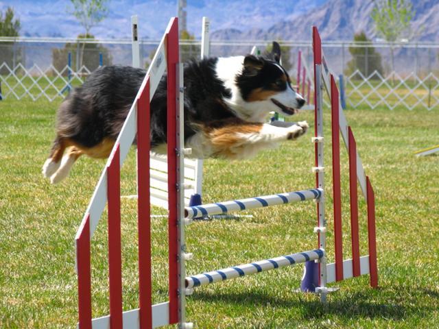 For a great workout with your dog, take a trip to a canine fitness center or agility course. (Pinterest)