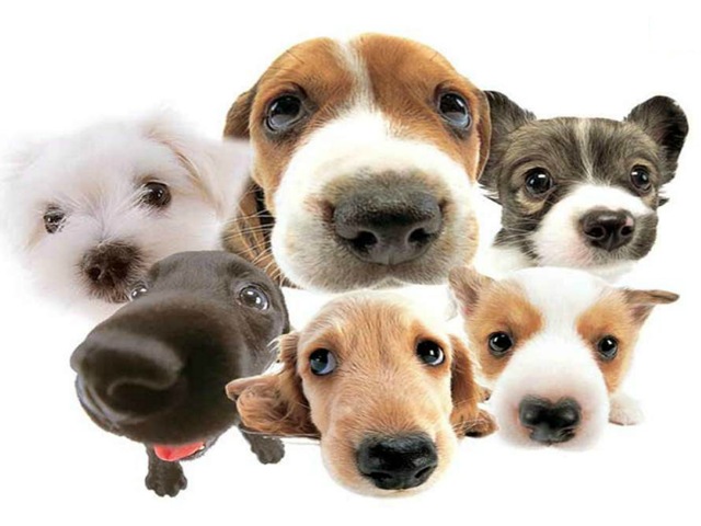 No matter what you or your dog’s level of physical fitness, there are plenty of fun ways of exercising together.(Pinterest)