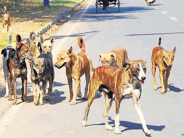 The seven dogs were being fed by some residents in the lane that is home to more than 20 families.(Parveen Kumar/HT Photo)