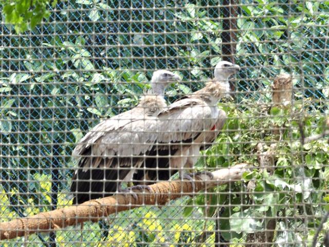 The two Himalayan Griffon vultures before being released into the wild, at Jatayu Conservation Breeding Centre, Pinjore, near Panchkula, on Friday. (Sant Arora/HT Photo)