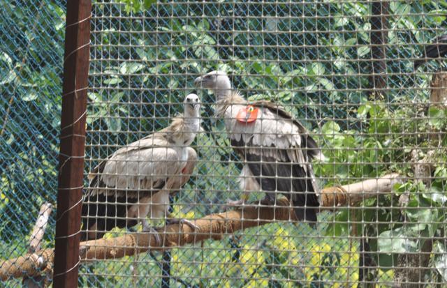 The two Himalayan Griffons before being released into the wild, at the breeding centre in Pinjore near Panchkula on Friday (Sant Arora/HT Photo)
