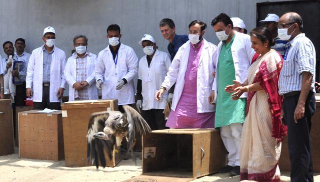 A vulture flies out of the box at Jatayu Conservation Breeding Centre, Pinjore, near Panchkula on Friday. (Sant Arora/HT Photo)