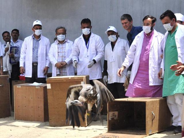 A Himalayan Griffon vulture before being released into the wild, at Jatayu Conservation Breeding Centre, Pinjore, near Panchkula, on Friday. (Sant Arora/HT Photo)