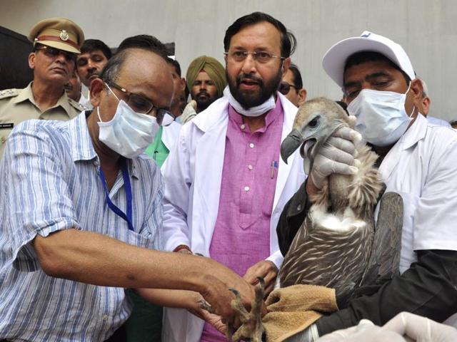 Staff check the monitoring tag of one of two vultures that were released into the wild in the presence of Union environment minister Prakash Javadekar (centre) at Jatayu Conservation Breeding Centre, Pinjore, near Panchkula on Friday. (Sant Arora/HT Photo)