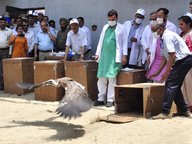 A Himalayan Griffon vulture being released, at Jatayu Conservation Breeding Centre, Pinjore, near Panchkula, on Friday. (Sant Arora/HT Photo)