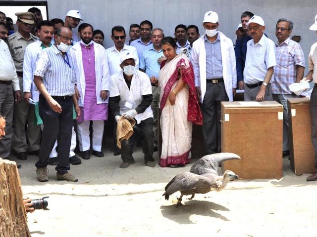 A Himalayan Griffon vulture being released into the wild, at Jatayu Conservation Breeding Centre, Pinjore, near Panchkula, on Friday. (Sant Arora/HT Photo)