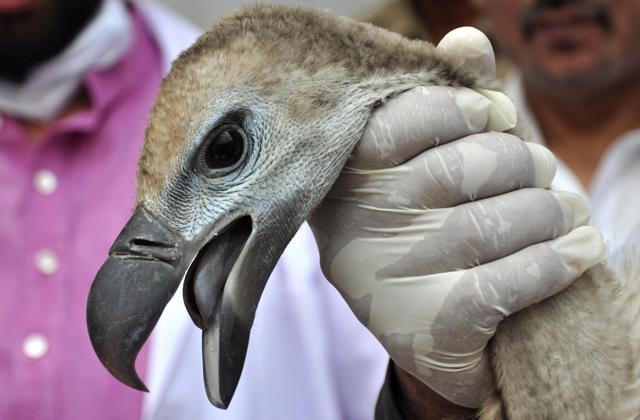 A vulture just before its release, at Jatayu Conservation Breeding Centre, Pinjore, near Panchkula on Friday. (Sant Arora/HT Photo)