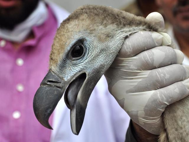 A Himalayan Griffon vulture before being released into the wild, at Jatayu Conservation Breeding Centre, Pinjore, near Panchkula, on Friday. (Sant Arora/HT Photo)