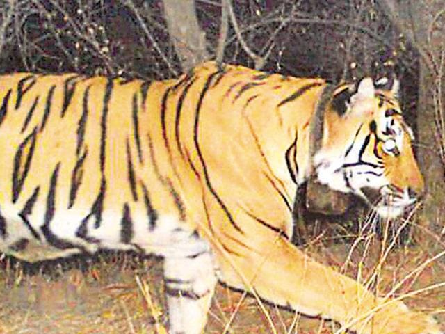 The Pilikula Biological Park now has 11 tigers, including the cubs. (HT file for representation)