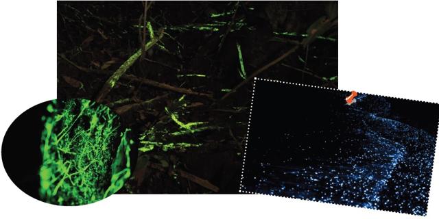 If you are a fan of bioluminescence or emission of light by a living organism, hike up to spots in the Western Ghats to witness the rare phenomenon. The mysterious sea is aglow most nights at the Taramumbari beach in Sindhudurg too. Above is a representational image of the sea. (iStock and Explara.com) If you are a fan of bioluminescence or emission of light by a living organism, hike up to spots in the Western Ghats to witness the rare phenomenon. The mysterious sea is aglow most nights at the Taramumbari beach in Sindhudurg too. Above is a representational image of the sea. (iStock and Explara.com)