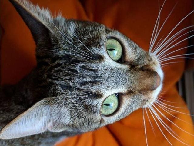Most people decided to click pictures of their cats... (dratia)