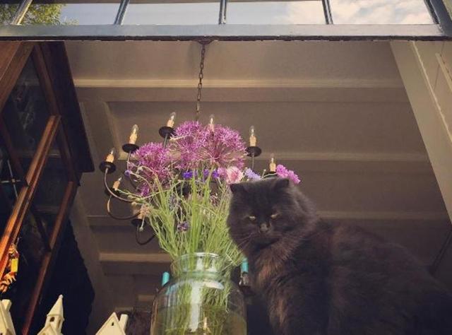 And the cats didn’t mind it one bit. (bestiacreata)
