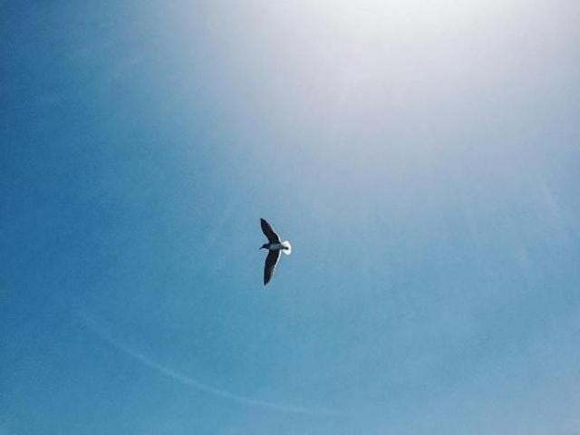 Like this one here, soaring high. (ragab32)