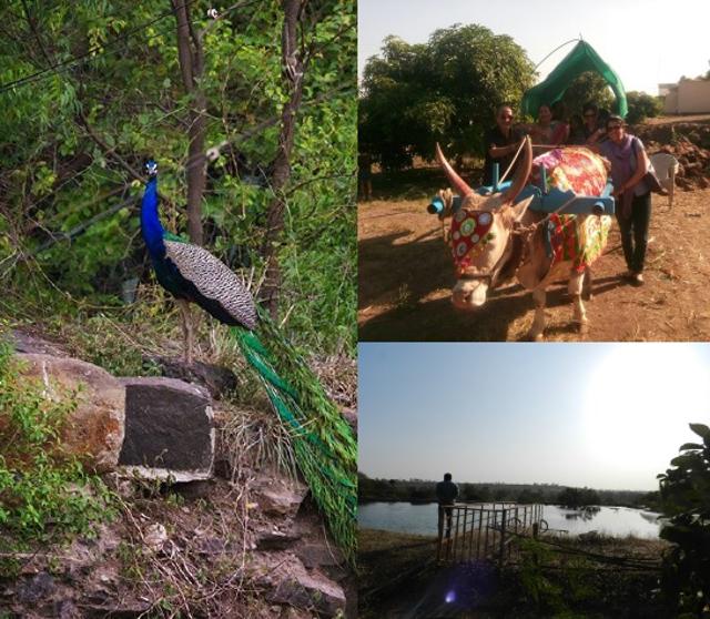 Hundreds of peacocks flock at Morachi Chincholi making it a delightful tourism spot in the monsoon. (Stanley Dias) Hundreds of peacocks flock at Morachi Chincholi making it a delightful tourism spot in the monsoon. (Stanley Dias)