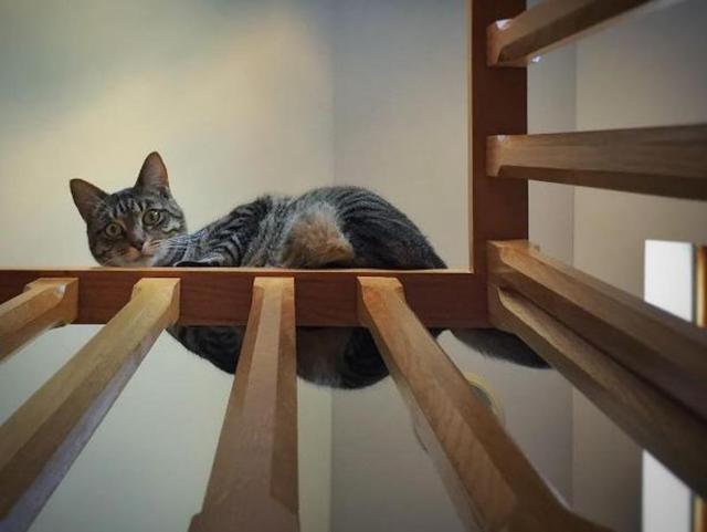 Cats are natural posers, just looking for a camera to capture their immense beauty. (wchrischase)