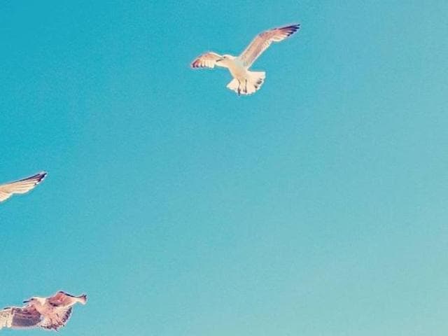 Or beautiful birds either. (lrw825)