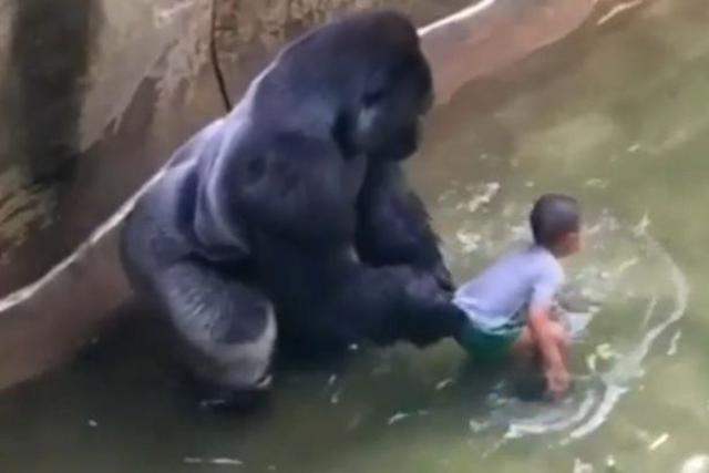 A still from the video clip made before the gorilla was shot dead A still from the video clip made before the gorilla was shot dead