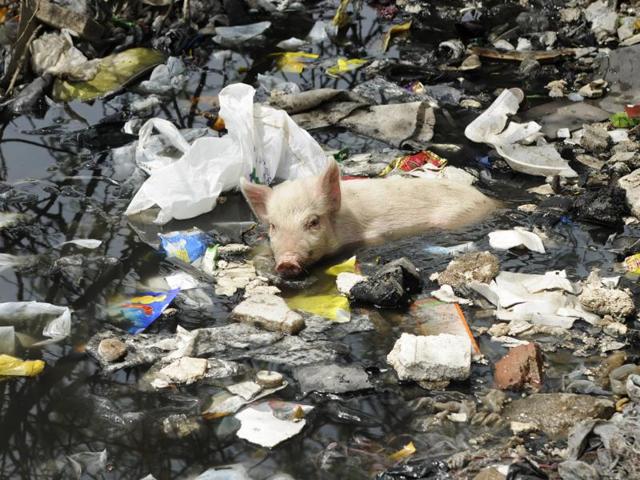 A pig swims in a garbage filled water source in Noida. (Burhaan Kinu/HT Photo) A pig swims in a garbage filled water source in Noida. (Burhaan Kinu/HT Photo)