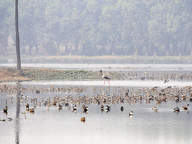 Environmentalists accused the Greater Noida authority of violating the Wetlands (Conservation and Management) Rules, 2010 and the Forest (Conservation) Act, 1980 at Surajpur wetland. (HT) Environmentalists accused the Greater Noida authority of violating the Wetlands (Conservation and Management) Rules, 2010 and the Forest (Conservation) Act, 1980 at Surajpur wetland. (HT)