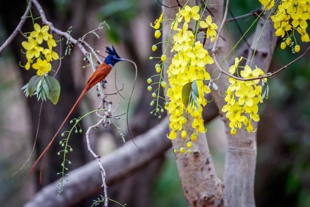  (Photo: Dr. Vivek Banerjee)