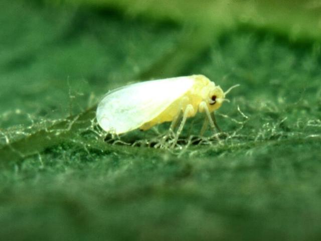 Based on alerts that whitefly has been spotted again in Abohar and Fazilka, Kaushal told agriculture director JS Bains and the PAU V-C to launch a containing drive in these areas. (HT File Photo) Based on alerts that whitefly has been spotted again in Abohar and Fazilka, Kaushal told agriculture director JS Bains and the PAU V-C to launch a containing drive in these areas. (HT File Photo)