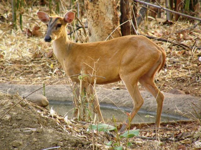 Pune-based HR head Saptarshi Bhattacharya was excited about spotting the rare barking deer. (Sanjay Karkare)