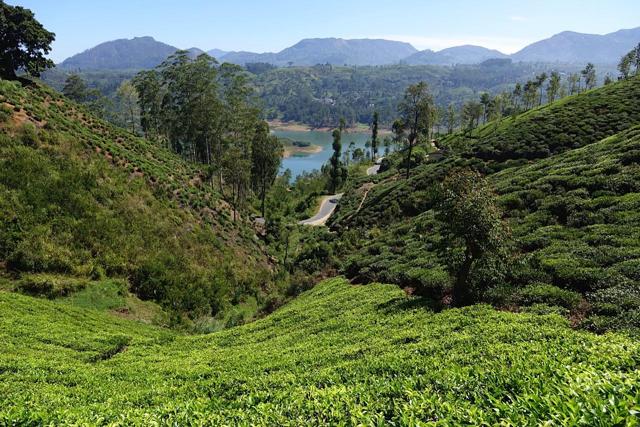 Sweeping vistas in the lush tea estates. Sweeping vistas in the lush tea estates.