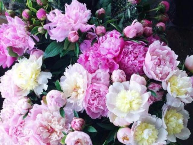 We took a closer look at our favourite flower that has taken over Instagram. (Instagram) 
