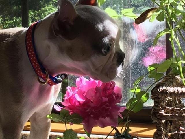 Have you ever seen an unattractive photo of a peony? Neither have we.  (Instagram) 