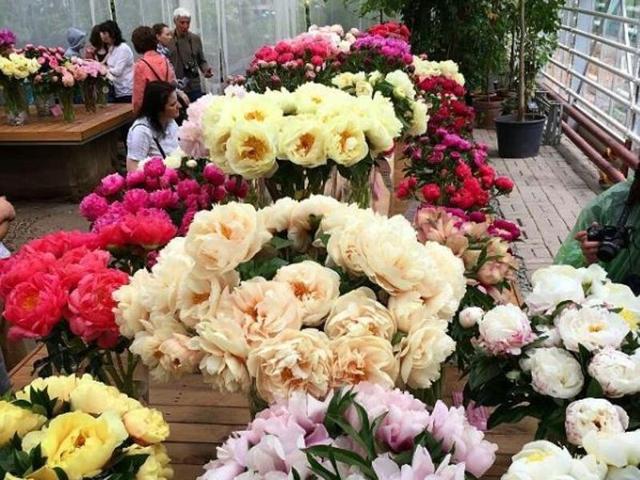 Bright, durable and delightful: The peony is the perfect plant for every occasion. (Instagram) 