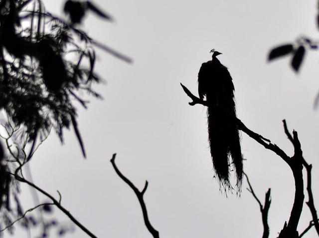 A peacock drying it’s feathers after the showers near Rock Garden in Chandigarh. (Karun Sharma/ HT Photo)