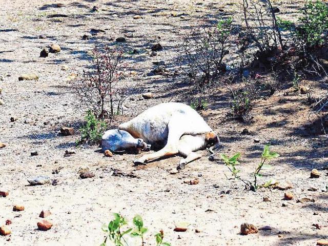 In 37 villages, nearly 90% of the 14,000 cattle were abandoned by drought-affected villagers.(HT Photo) In 37 villages, nearly 90% of the 14,000 cattle were abandoned by drought-affected villagers.(HT Photo)